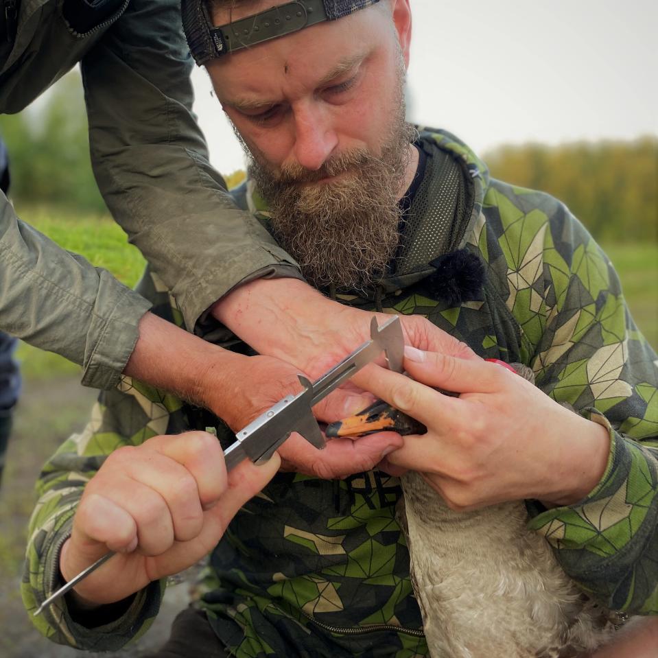 metsähanhen nokkaa mitataan