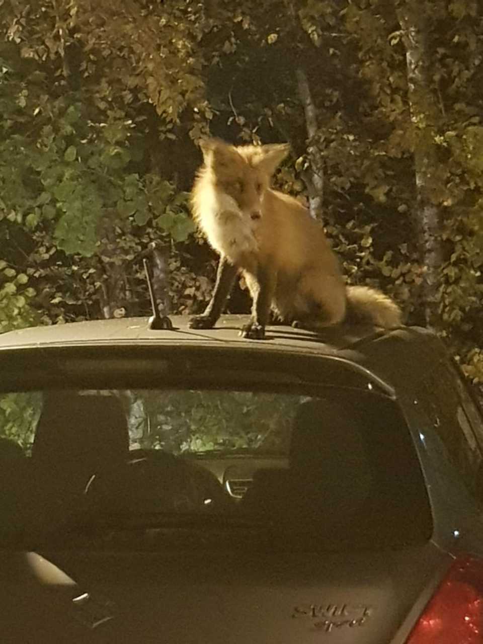 Osku tähystää auton katolla.