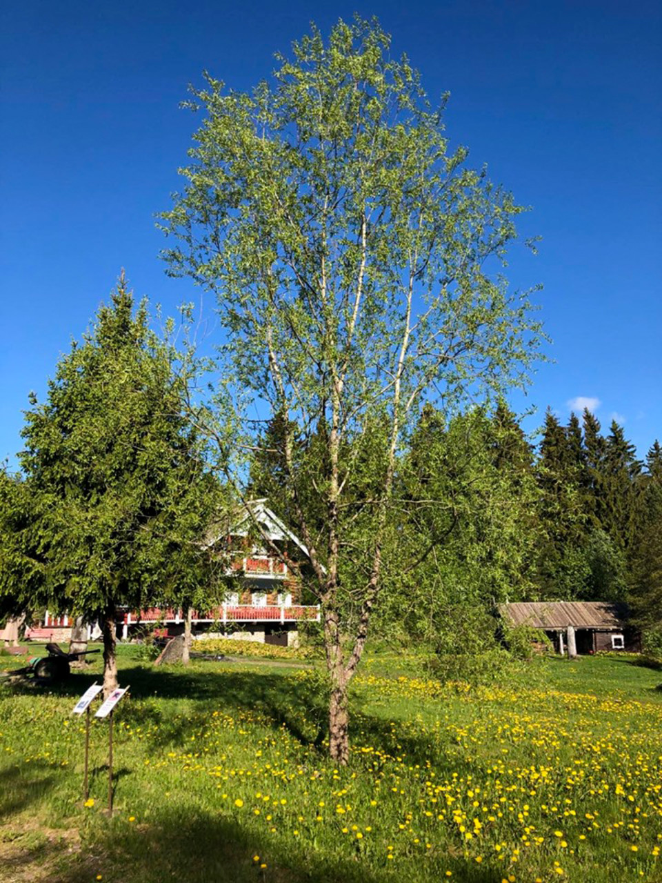 Suomen ihastuttavin puu -finalisti, Hyrsylän mutkan salava.