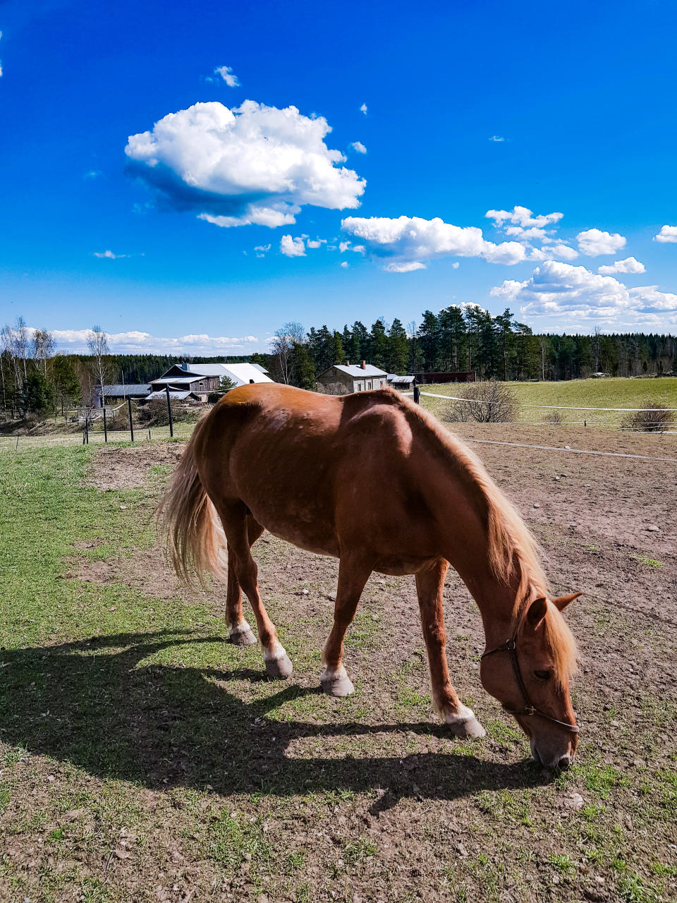 Saag S syö ruohoa aitauksessaan Taipalsaarella.