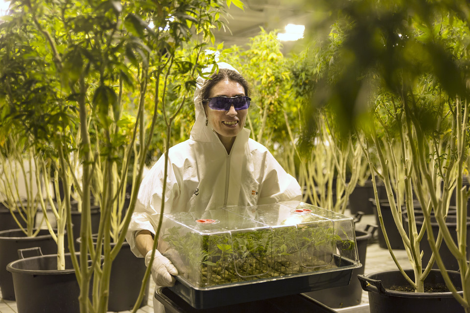 Kannabisviljelyä.