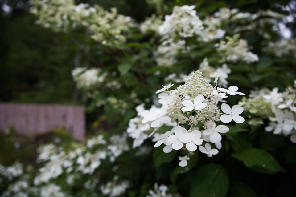 mustilanhortensia , Eija´s Garden, Ahvenkoski, Loviisa