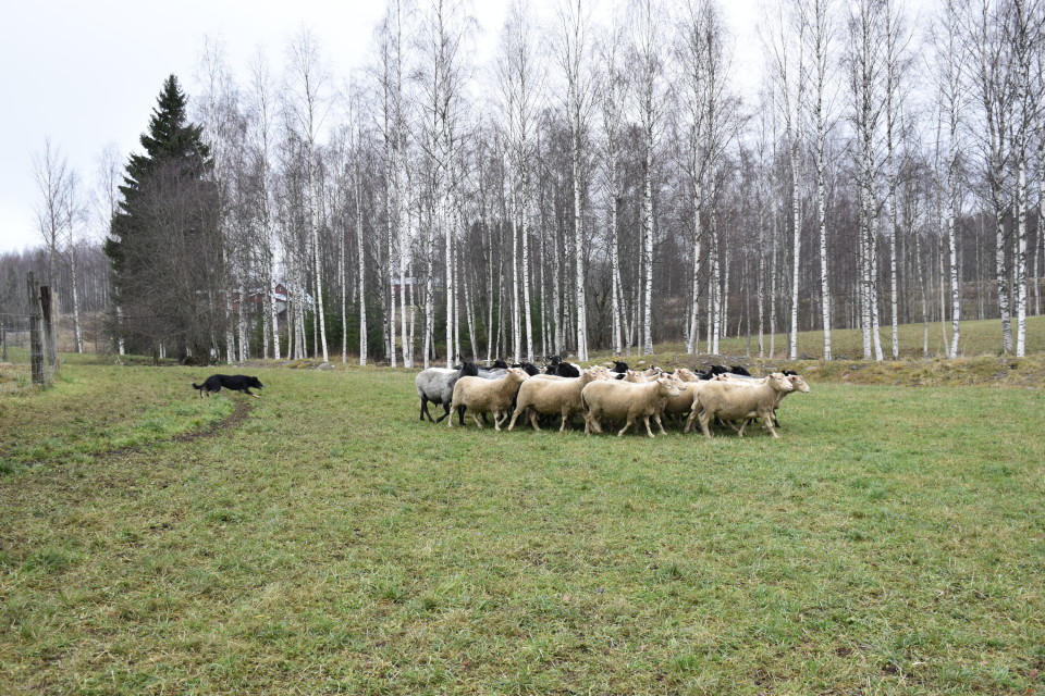 Lammaspaimenkoira työssään