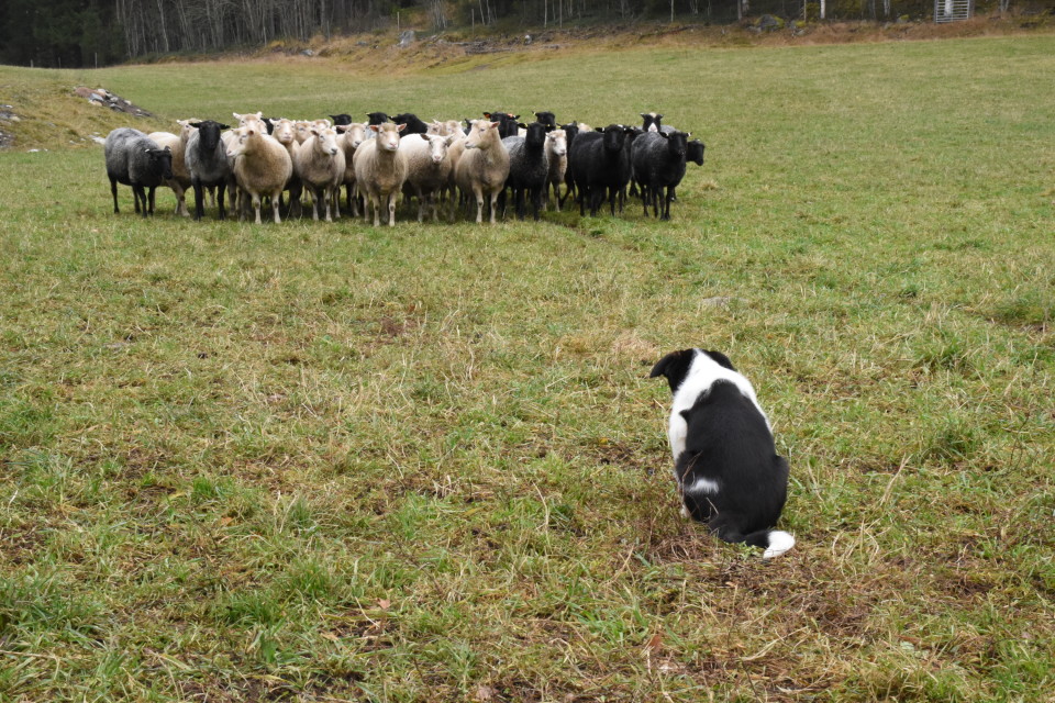 Bordercollie Boss eli Puspus tarkkailee lampaita.
