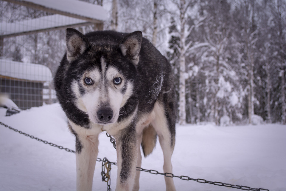 Suti on yksi Eräpalvelujen koirista, joka lähtee lopputalveksi Rovaniemelle.