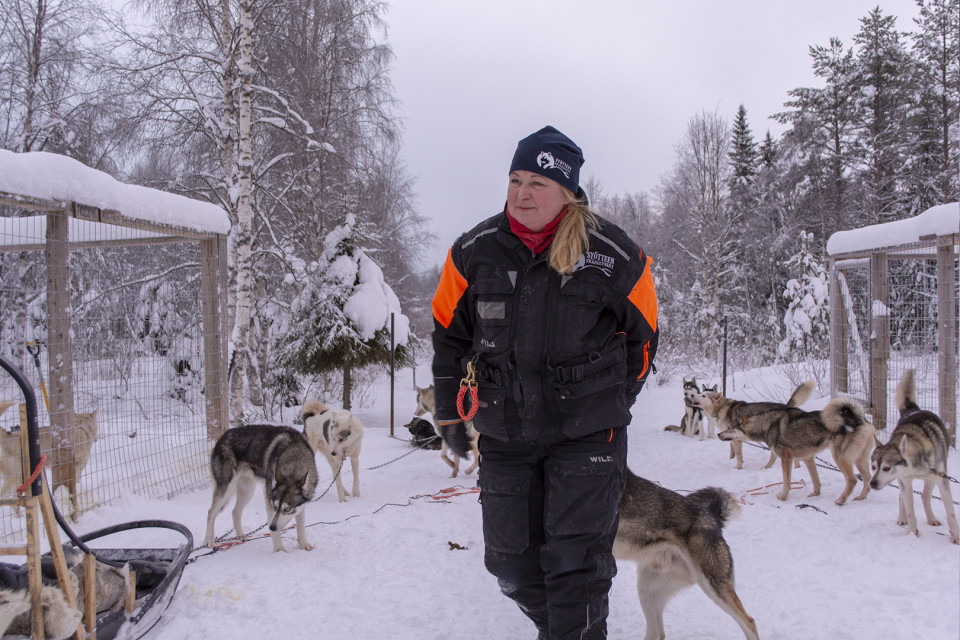 Johanna Määttä on yksi useista Syötteen seudun koira- ja poroyrittäjistä. Eräpalvelujen huskytarhassa on 100 koiraa.