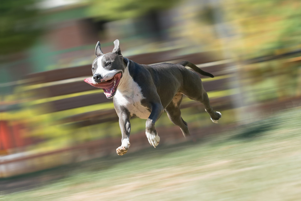 Staffordinbullterrieri