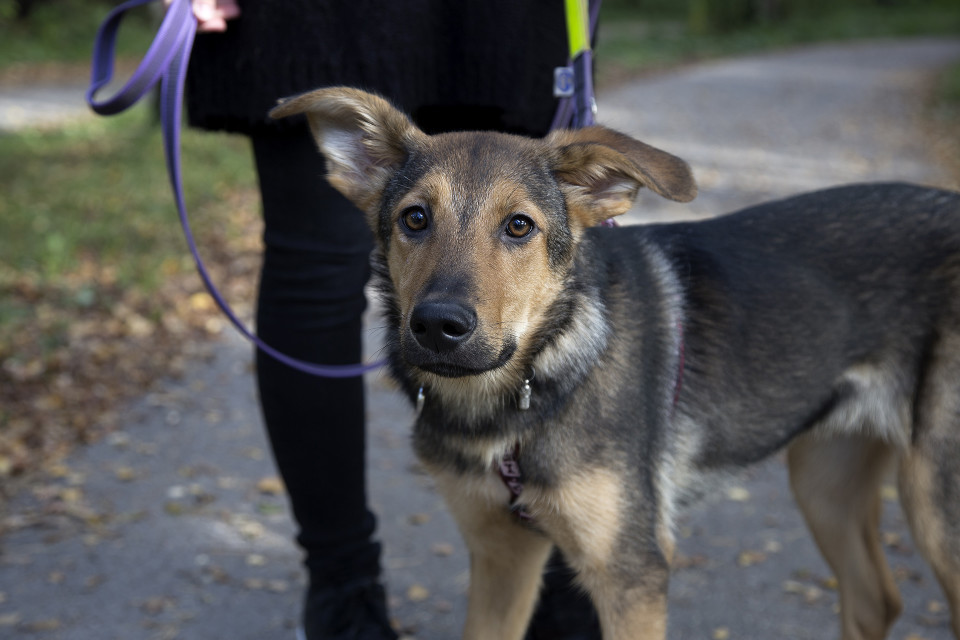 adoptiokoira