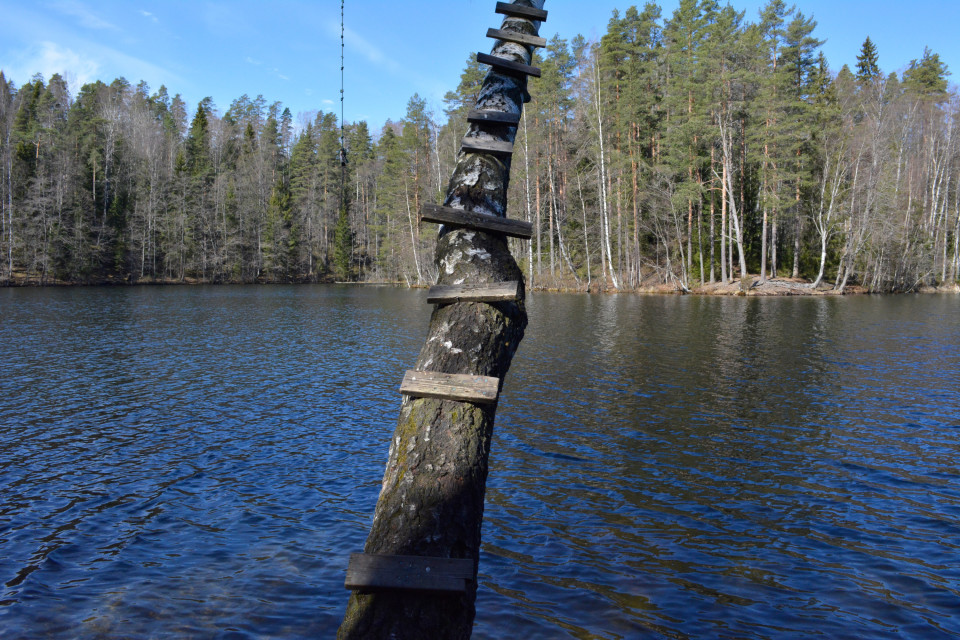 Koivu Sorvaisten lammella