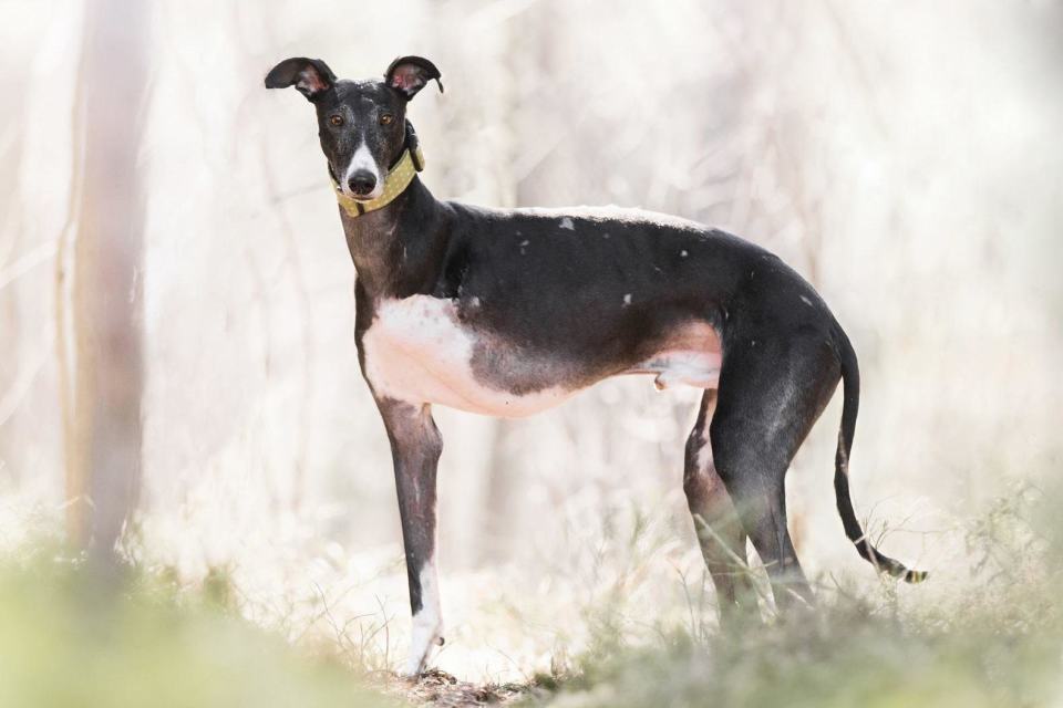 Erkki-galgo.