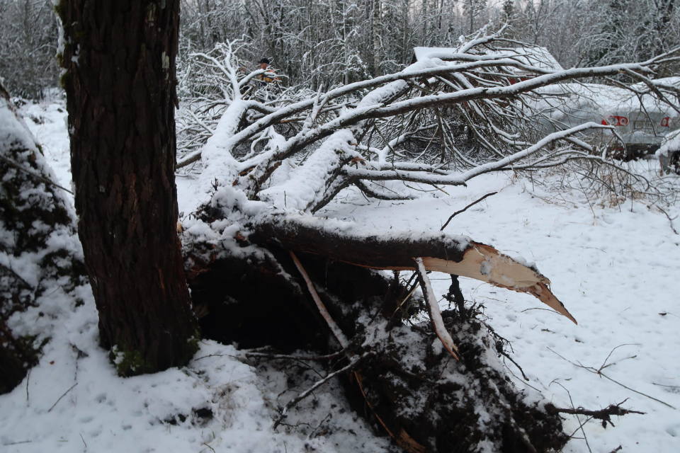 Märän lumen painosta haljennut terijoensalava.