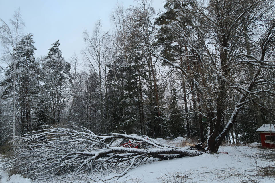Keskeltä haljennut terijoensalava.