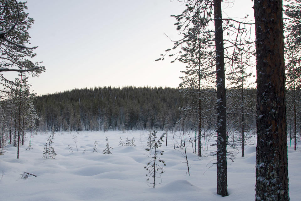 Mäntyvaara pohjoisen suunnasta katsottuna.