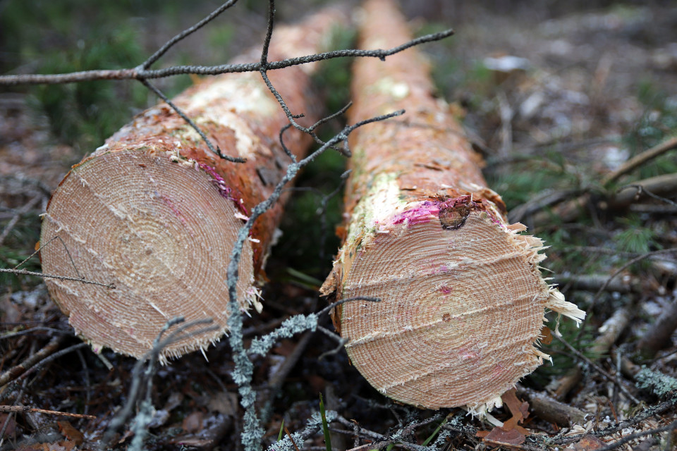 Mäntytukkeja