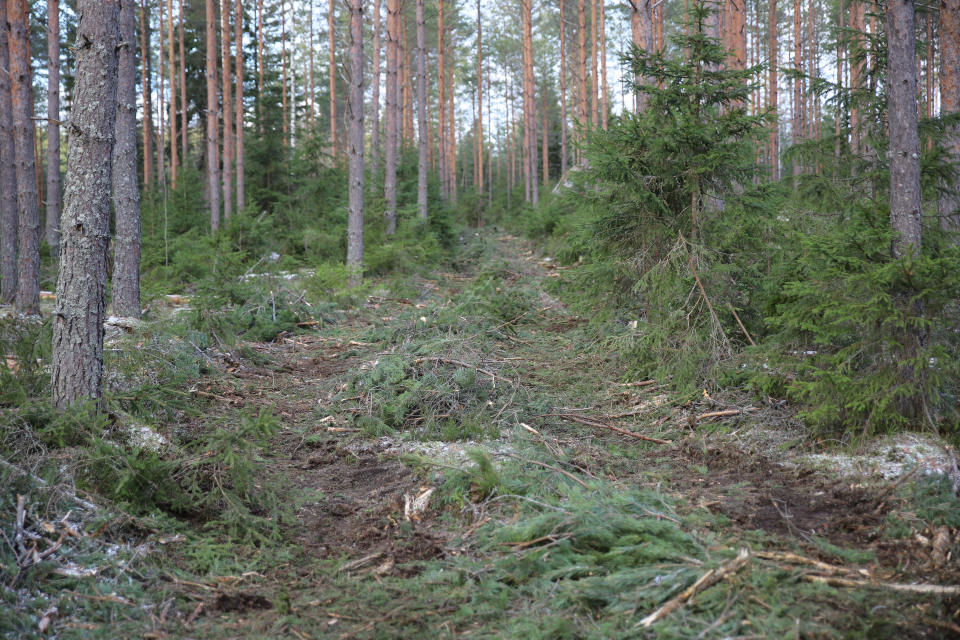 Metsäkoneen jäljet metsässä