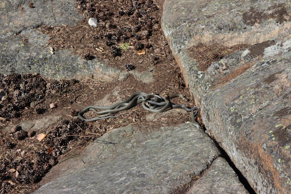 Tarhakäärmeet kasautuneet yhteen kiemurtelemaan.