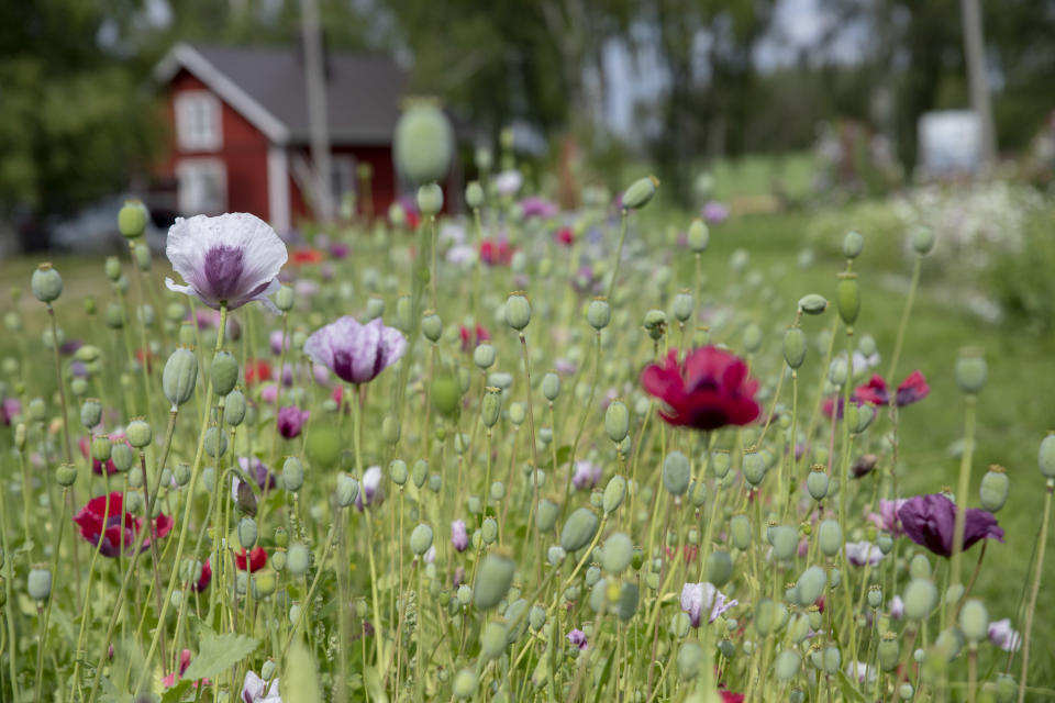 Kuortaneen pienen kukkafarmin kukkia pellolla