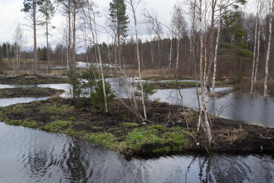 Lokaluoman kosteikko Kuivasjärven valuma-alueella Parkanossa