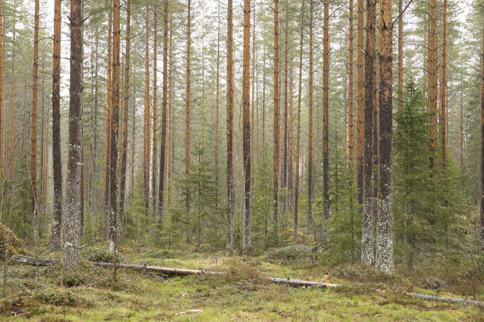 Männynrunkoja sateisessa metsässä.