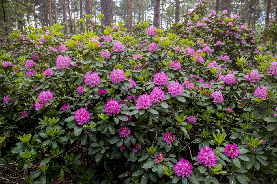 Haagan Alppiruusupuisto.