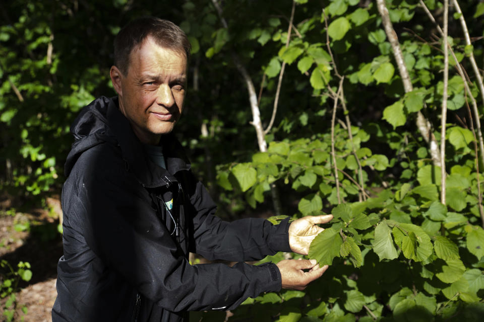 Luonnonhoidon asiantuntija Jukka Ruutiainen esittelee pähkinäpensasta lehdossa.