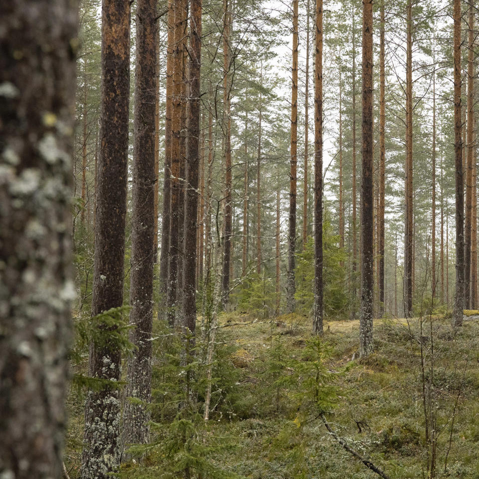 Männynrunkoja sateisessa metsässä.