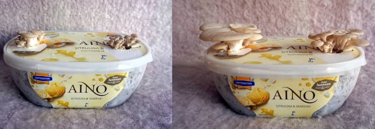 Koivuvinokkaat kasvavat vauhdilla. Kuvat on otettu peräkkäisinä päivinä.