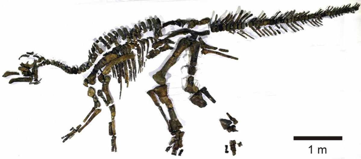 Dinosauruksen luuranko.