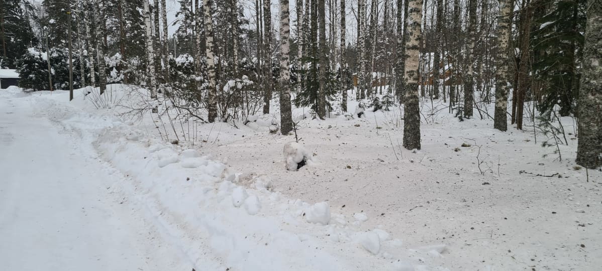 Teiskoon satoi tiistain vastaisena yönä kellertävä kerros.