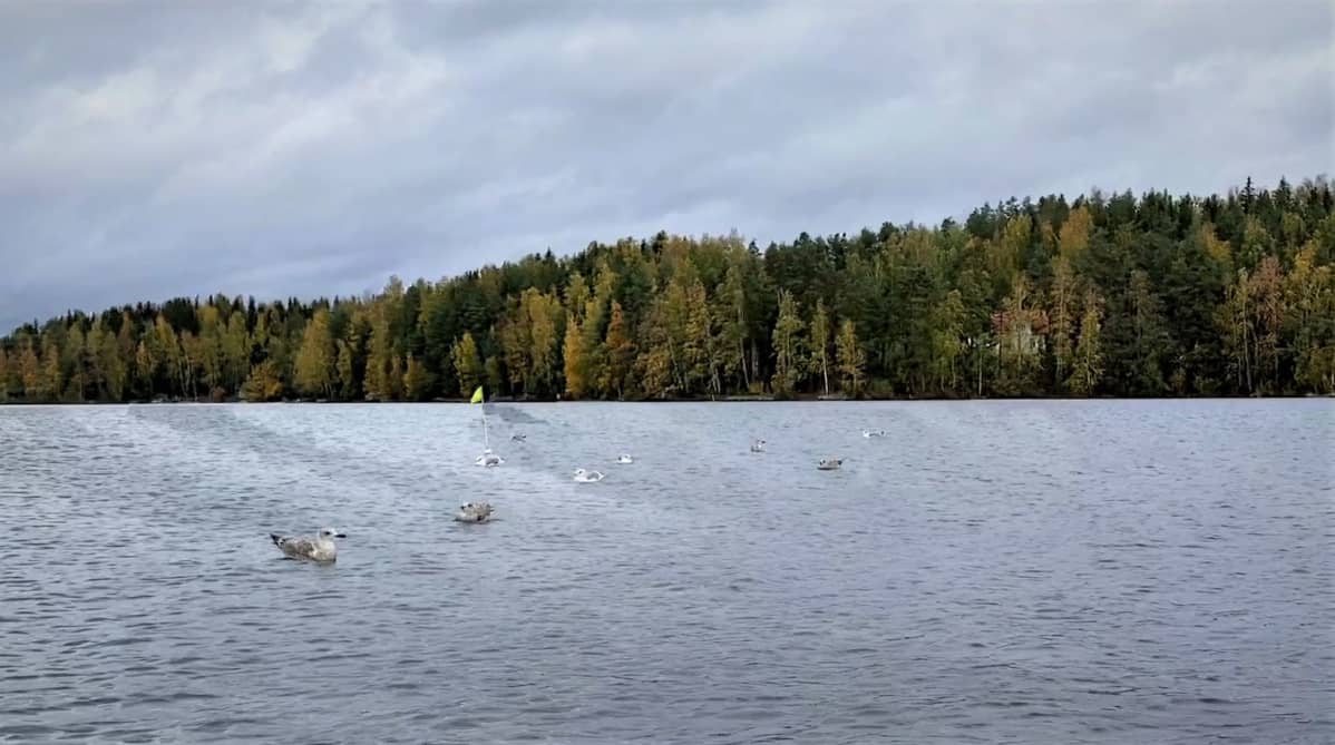 Lintuja järvellä