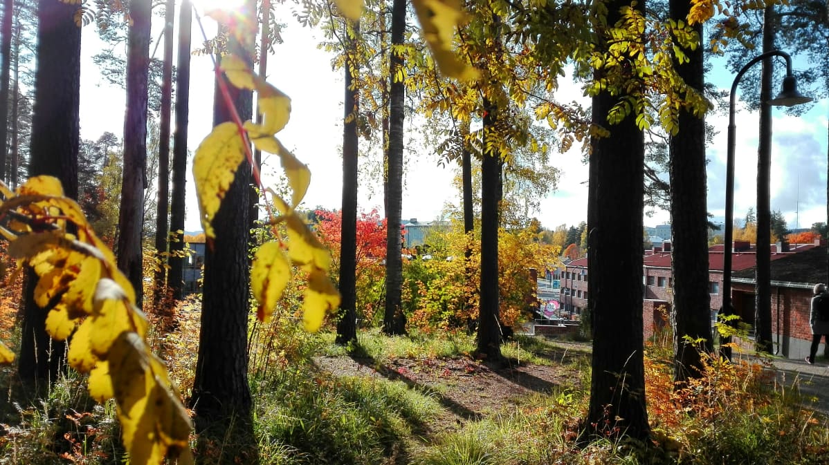Ruskaa Jyväskylän yliopistolla.
