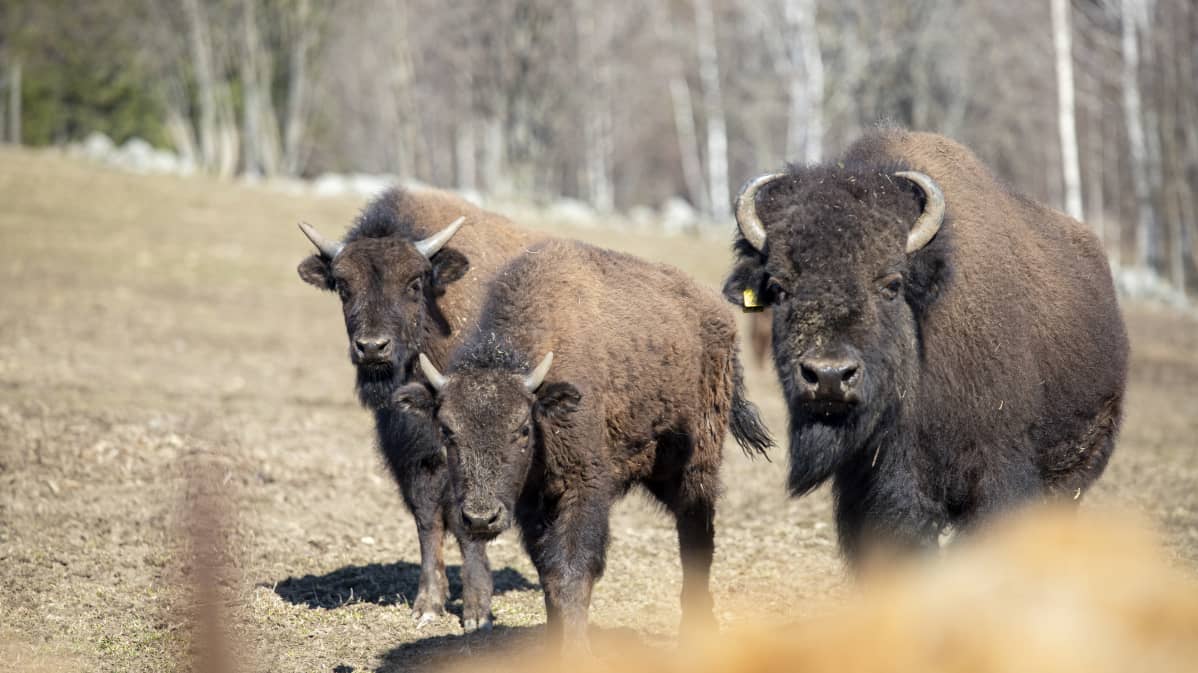 Biisoneita aitauksessa Parikkalan Uukuniemellä.