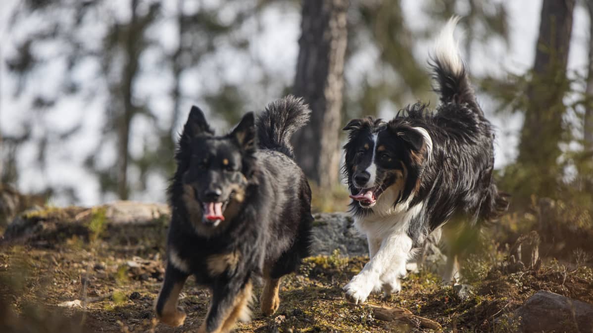Dara ja Urho koirat juoksevat metsässä.