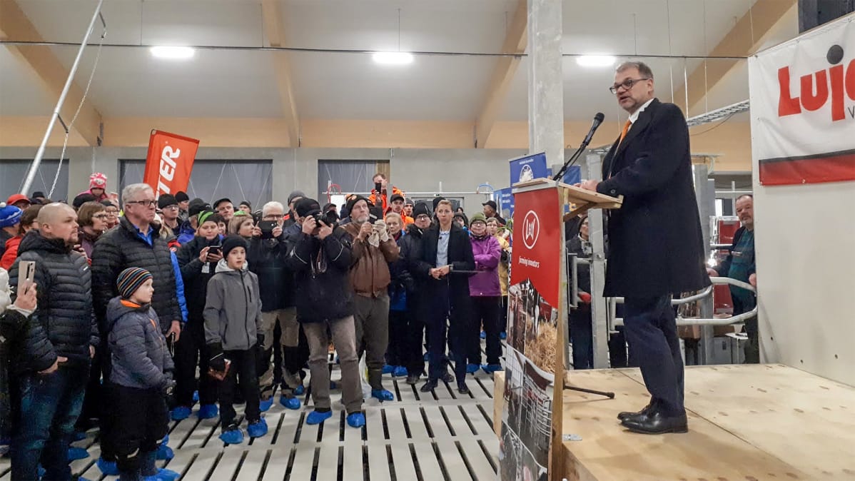 Sipilä vihkii käyttöön Kanniaisen tilan uutta navettaa Puolangalla.