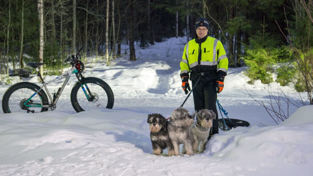 Mies kulkee polkua koirien kanssa vetäen autonrengasta perässään.