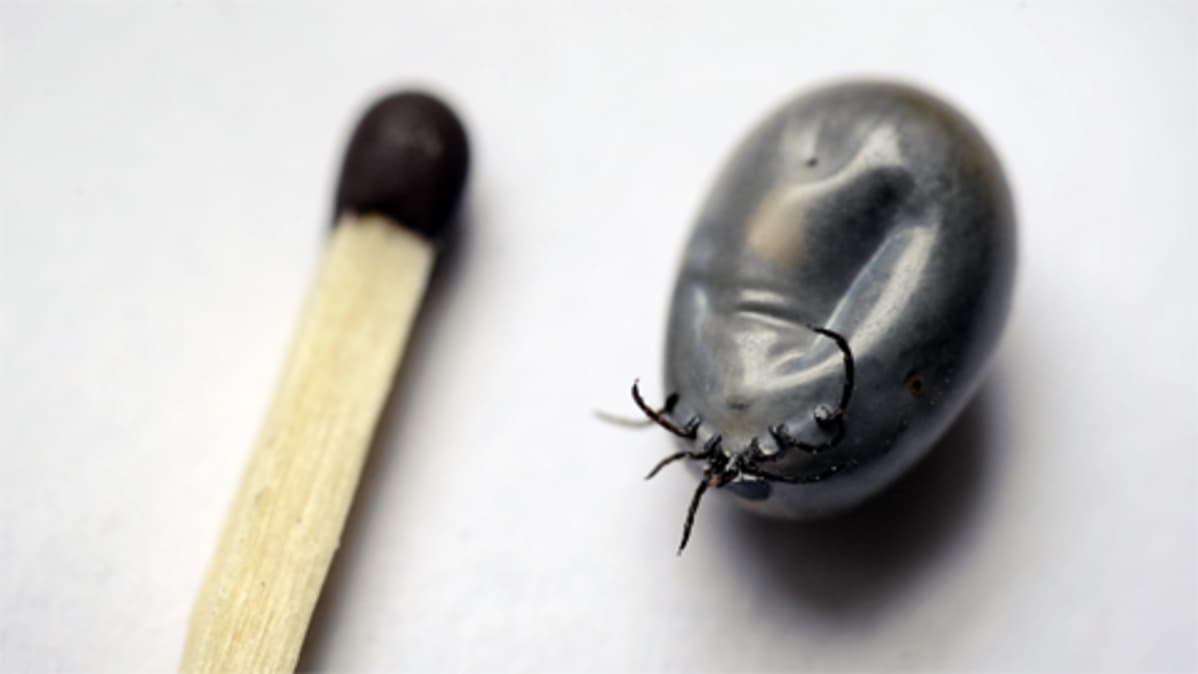 iso kalu perse vittu