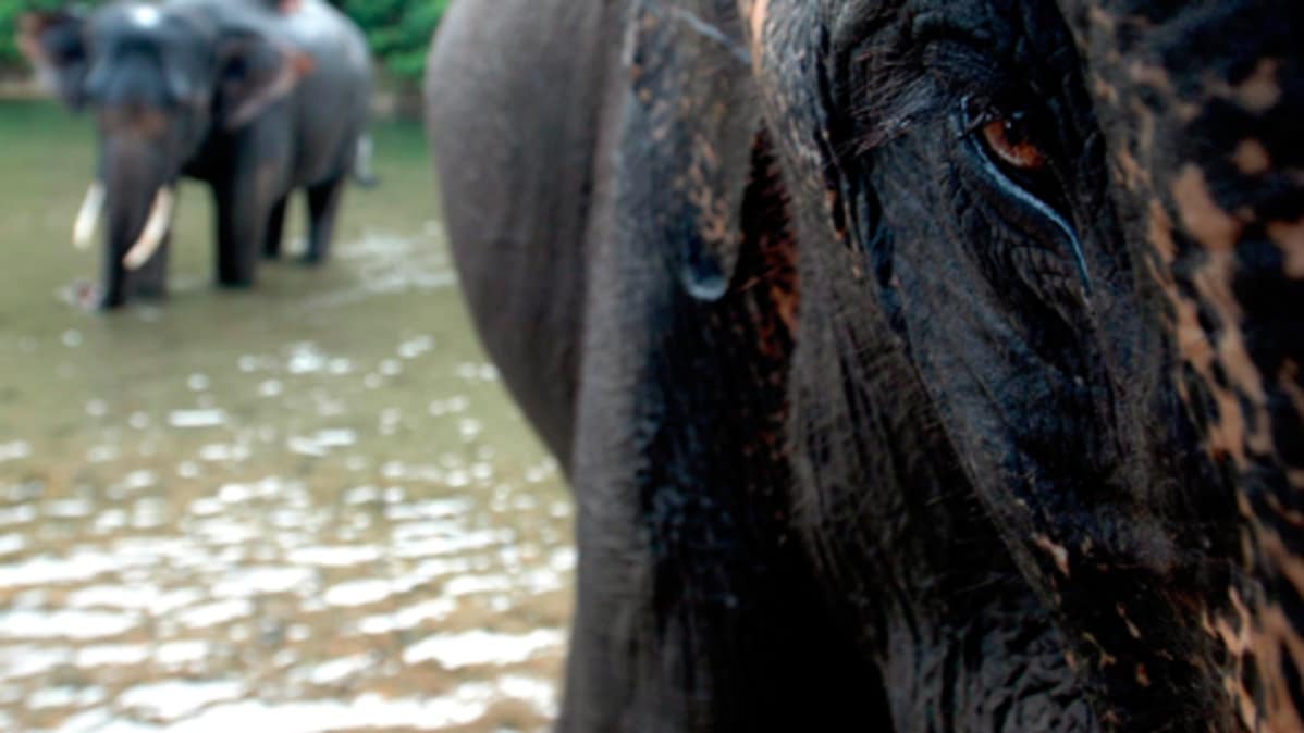 homo porno pienet Dicks