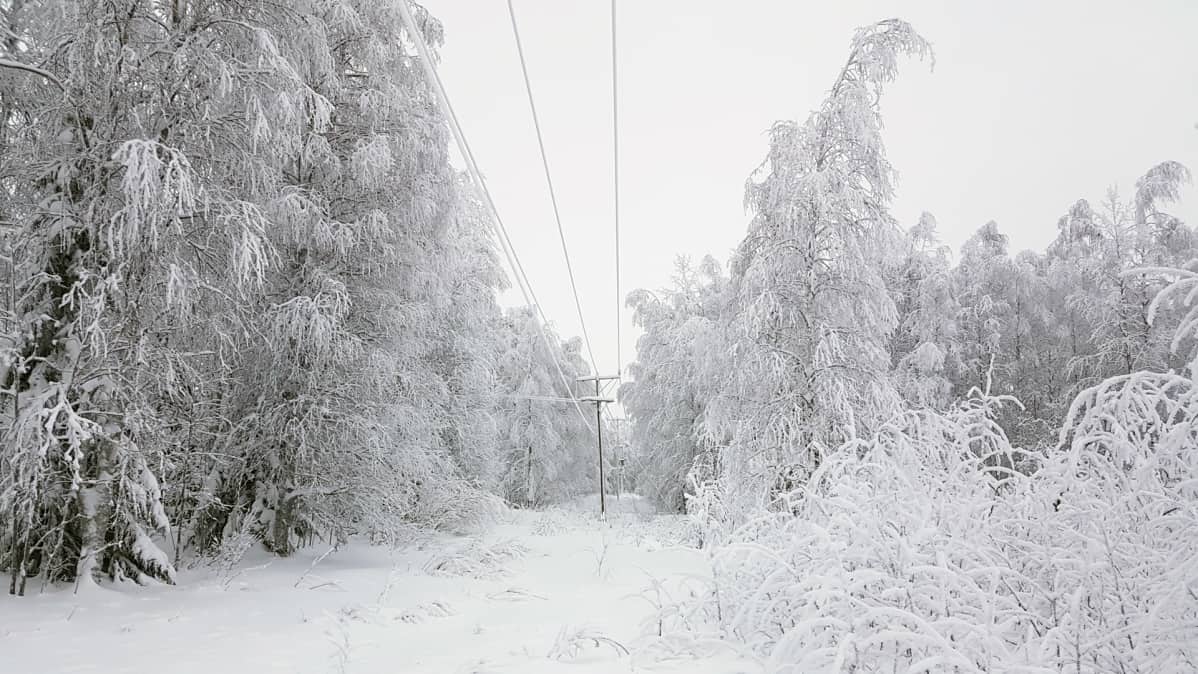 Luminen metsä ja sähkölinja.