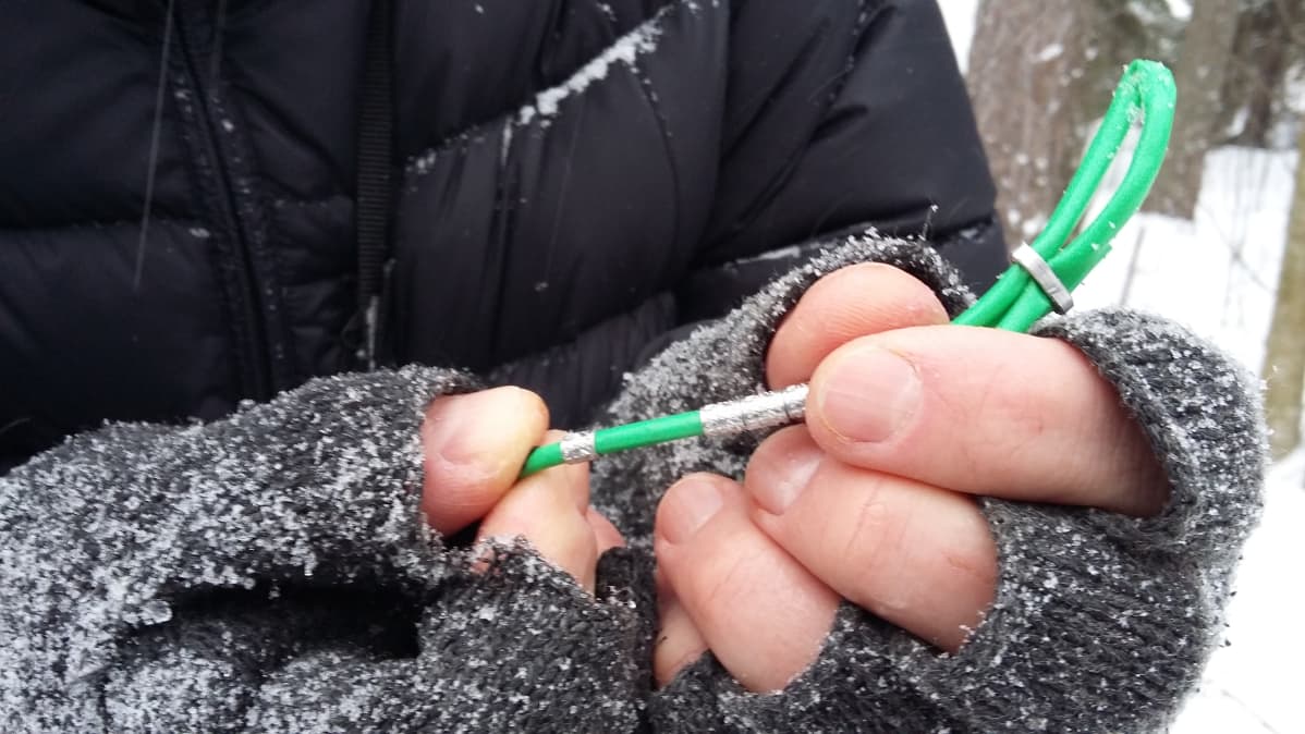 Pieniä alumiinisia rengastusrenkaita.