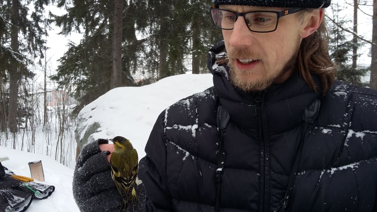 Vihervarpunen miehen kädessä