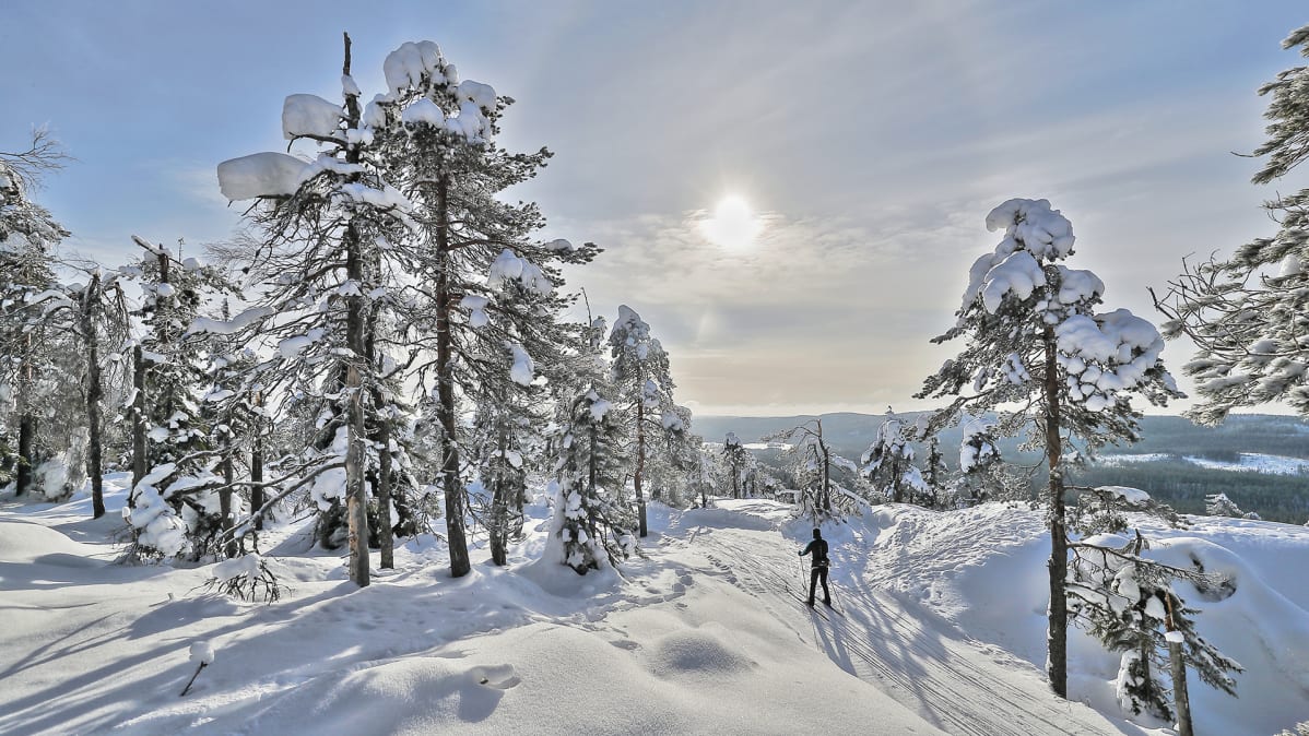 Hiihtäjä kuvattuna Kolilla.