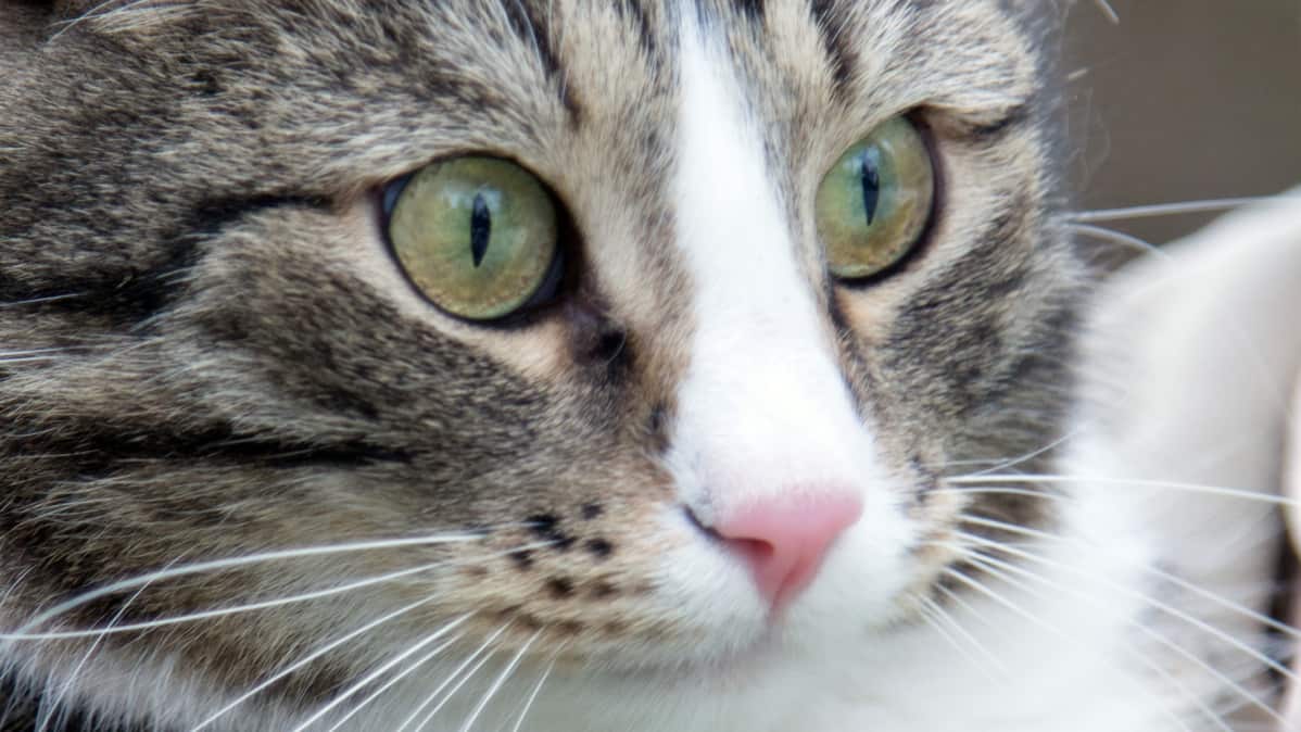 Kissa