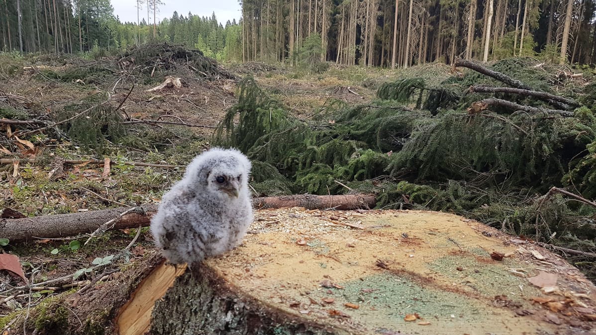 Mediakohun keskelle joutunut pöllönpoikanen on luultavasti turvassa pöntössään.