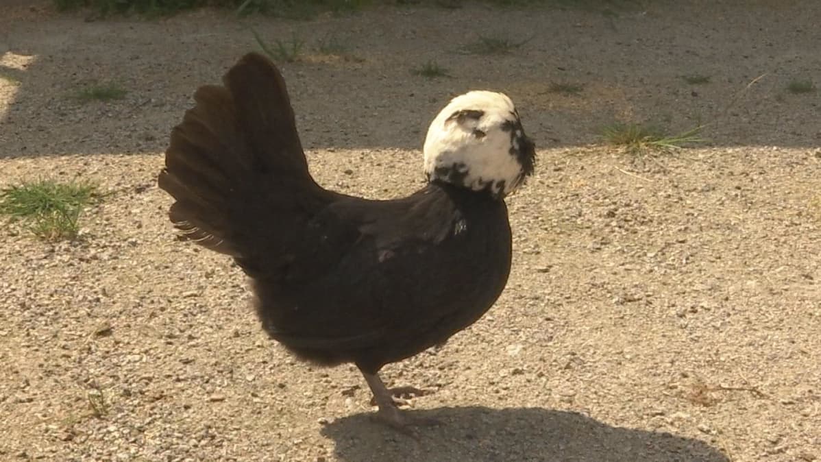 Valtava valkoinen kukko