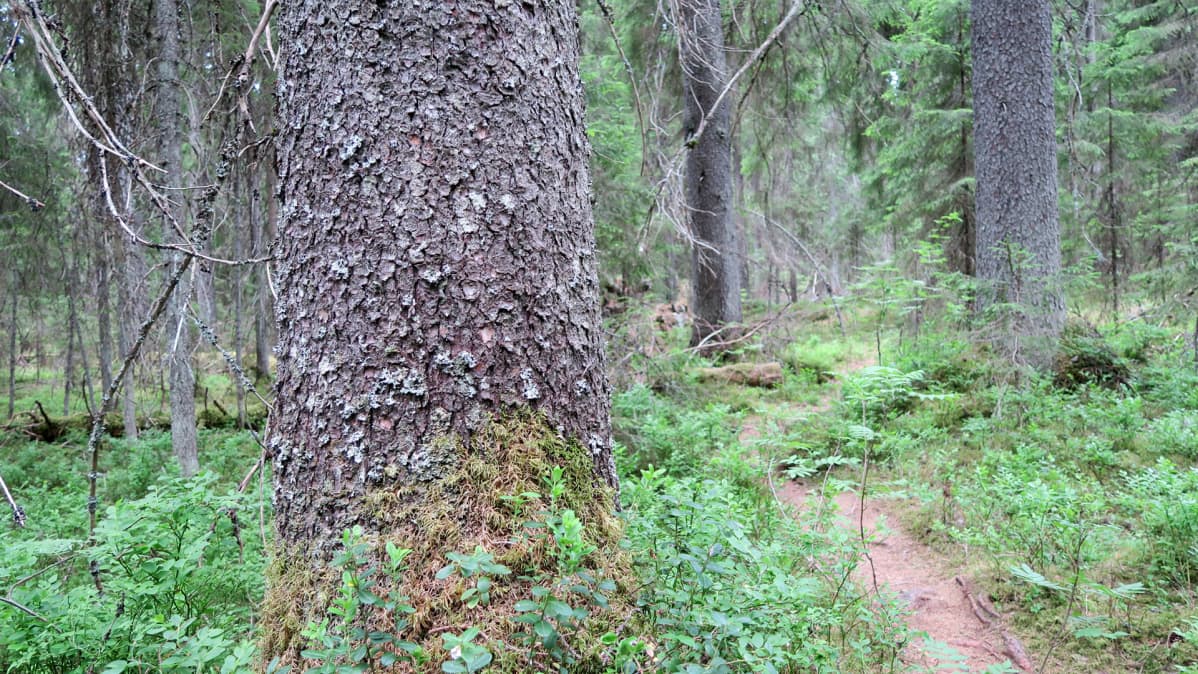 Polku Kintulammin virkistysalueella