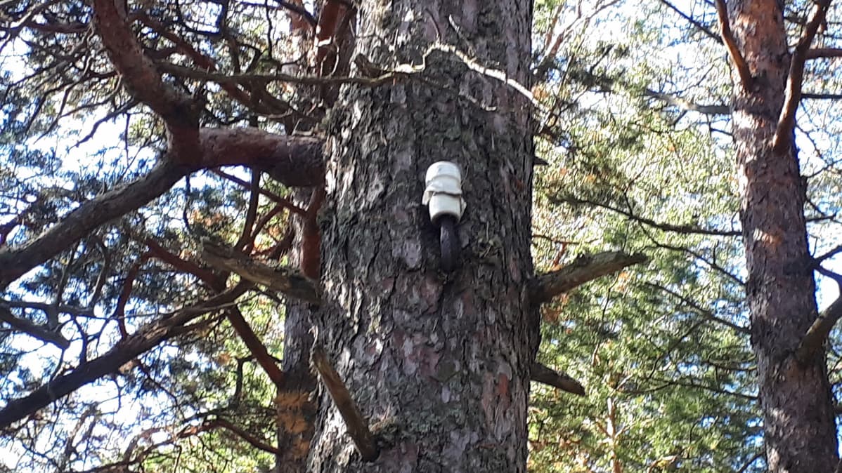 Vanha sähköjohdon paikka puussa