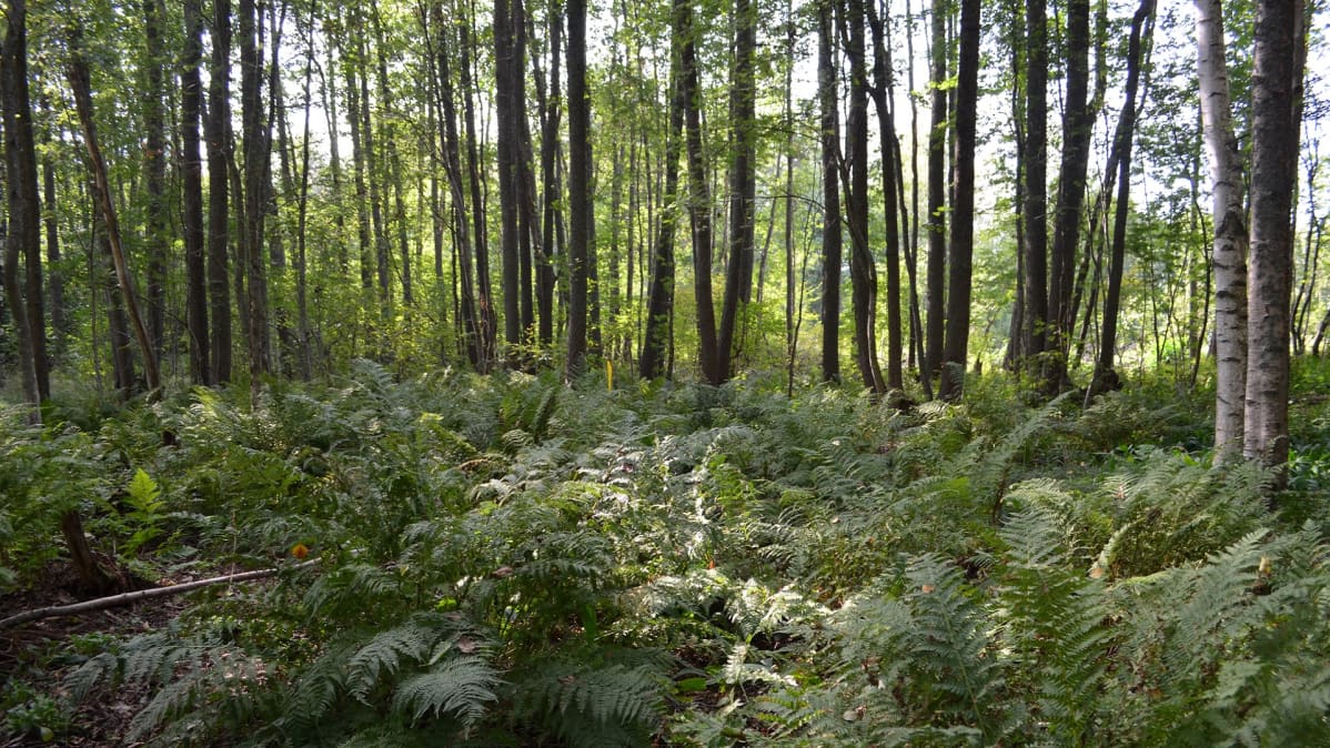 Saniaisten peittämä vehrä ja vihreä maa, taustalla ohuita puunrunkoja rivissä.