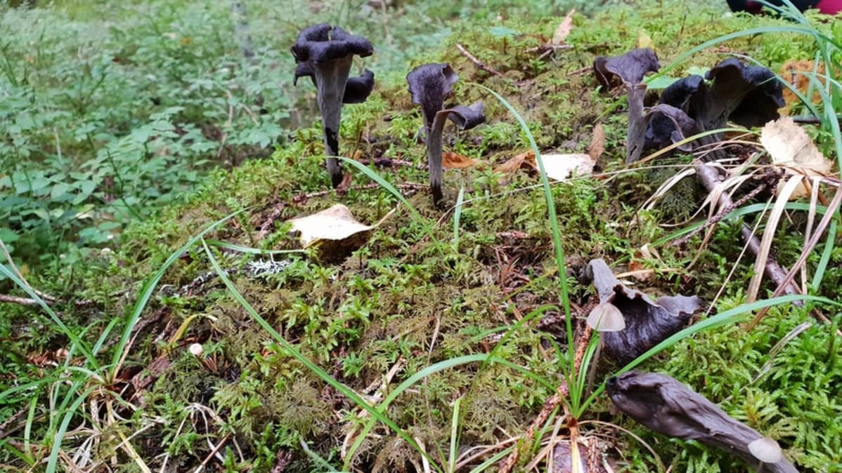 Mustatorvisieniä metsässä mättäällä