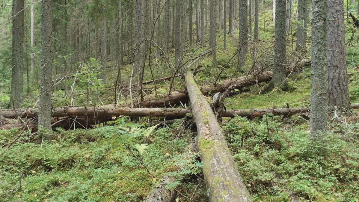 Vanhaa metsää Muuramessa.