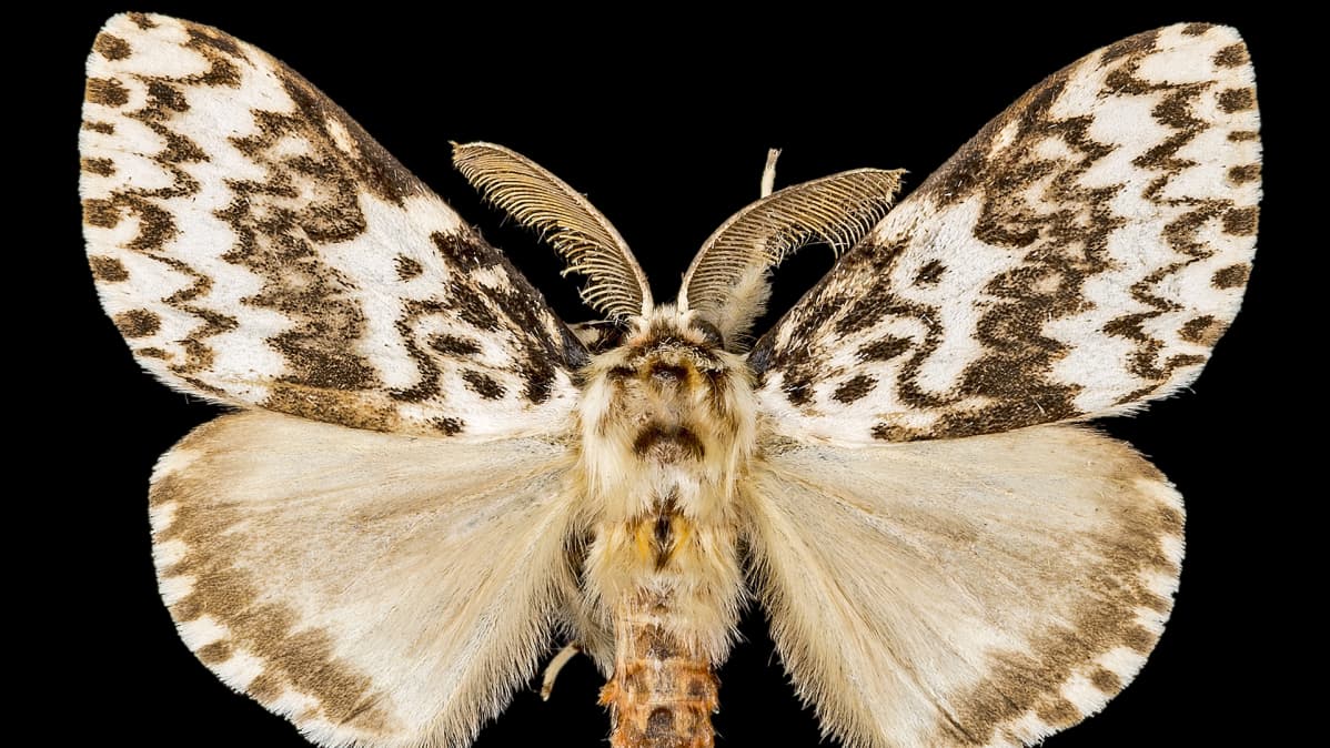 Havununna - Lymantria monacha (lat.)